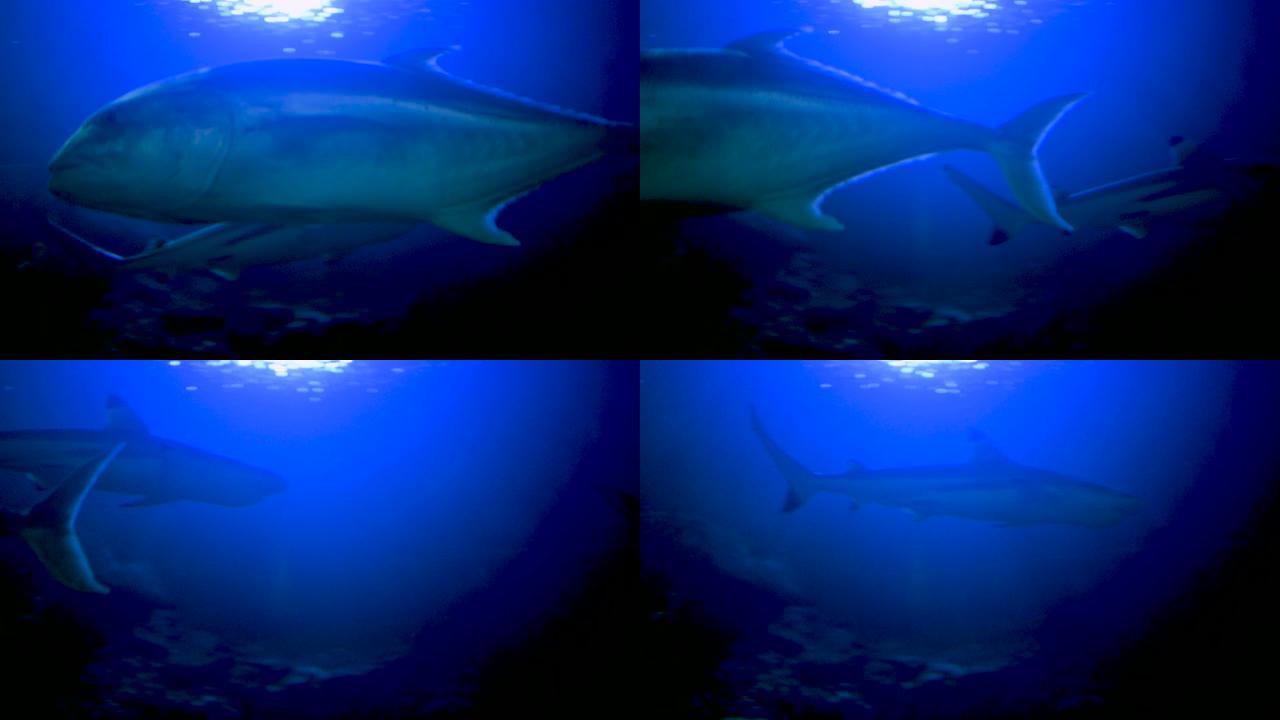 许多大鱼在深蓝色大海的水族馆里水下游泳。