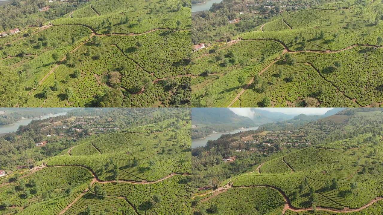 印度的鸟瞰茶种植园。喀拉拉邦。在马图佩蒂湖附近