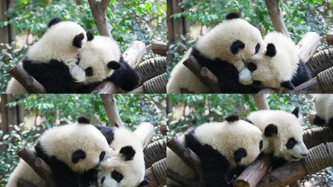 熊猫宝宝打架嬉戏
