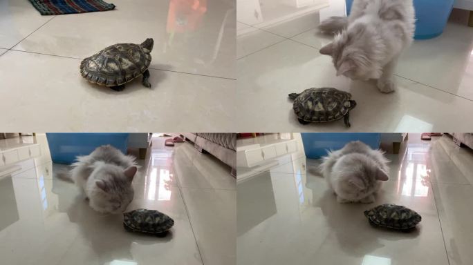 猫与乌龟