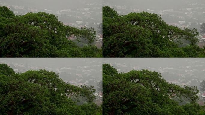 背景为城市景观的树木上的热带雨和风