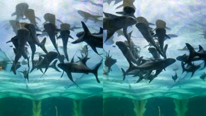 有几十个鲨鱼的大水族馆请将其旋转90度以获得垂直构图