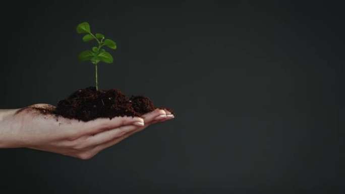 树木生长森林保护手绿植物