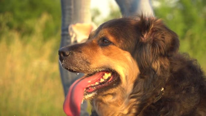 一只美丽的德国牧羊犬的肖像，张开嘴巴，舌头流口水，在阳光明媚的炎热夏日