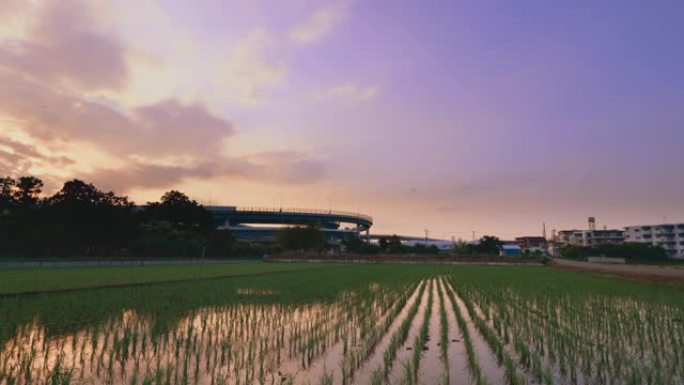 横滨近郊水田与日落时稻谷随风摇曳