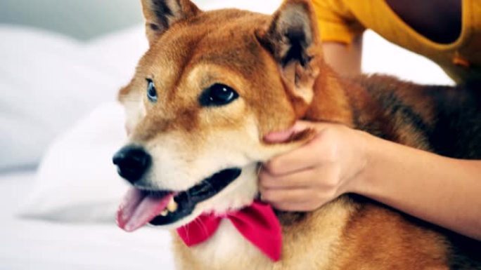 年轻女子在卧室里和她的柴犬玩得开心