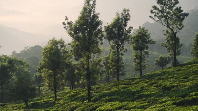 印度喀拉拉邦Munnar镇绿地上的各种绿树。-宽镜头