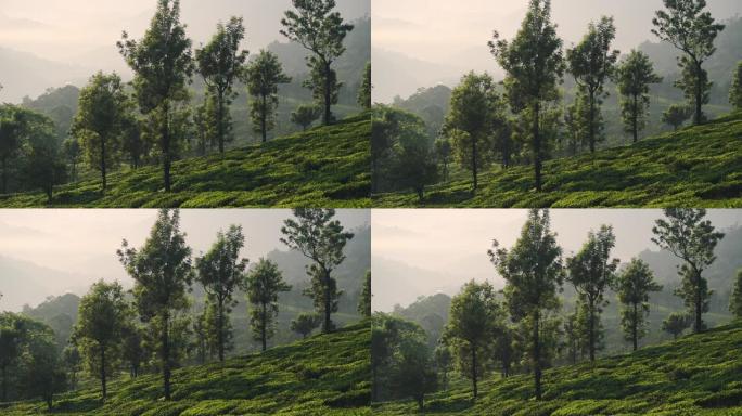 印度喀拉拉邦Munnar镇绿地上的各种绿树。-宽镜头