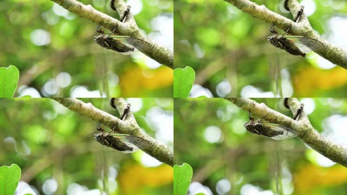 蝉的嗡嗡声。微距实拍树枝树梢