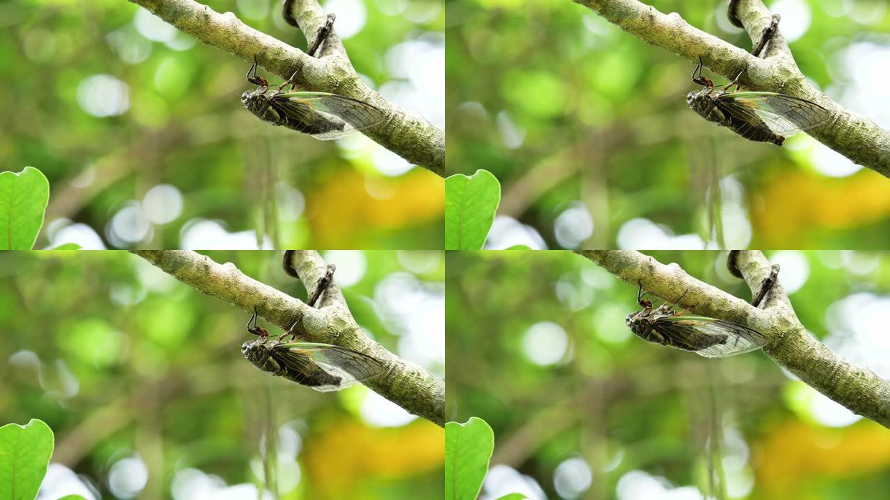 蝉的嗡嗡声。微距实拍树枝树梢