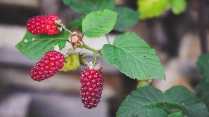 成熟的tayberry在灌木上生长，可以食用。来自花园的新鲜，甜美和健康的自产农产品。树枝在微风中移