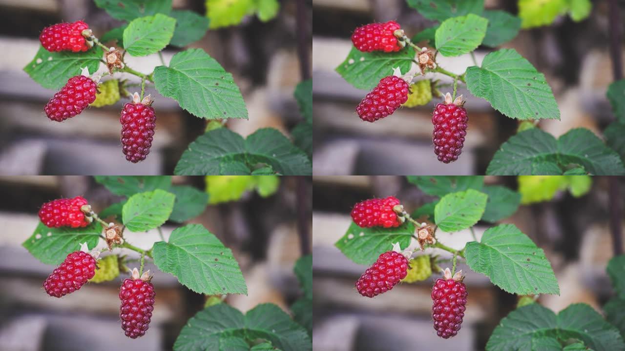 成熟的tayberry在灌木上生长，可以食用。来自花园的新鲜，甜美和健康的自产农产品。树枝在微风中移