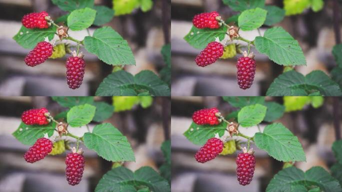 成熟的tayberry在灌木上生长，可以食用。来自花园的新鲜，甜美和健康的自产农产品。树枝在微风中移