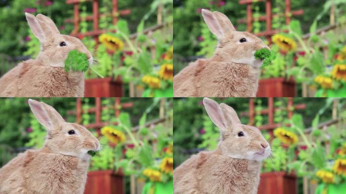 Rufus Rabbit在甲板上吃了一枝欧芹，背景是向日葵。