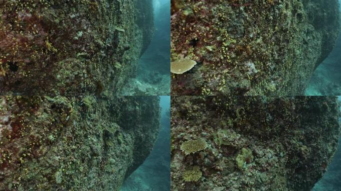 台湾海底岩石上的软珊瑚群落