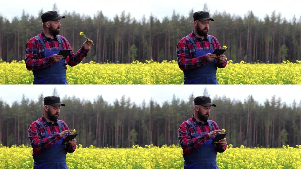 一位农民站在油菜上，用药片检查鲜花是否适合生产生物柴油。农业综合企业