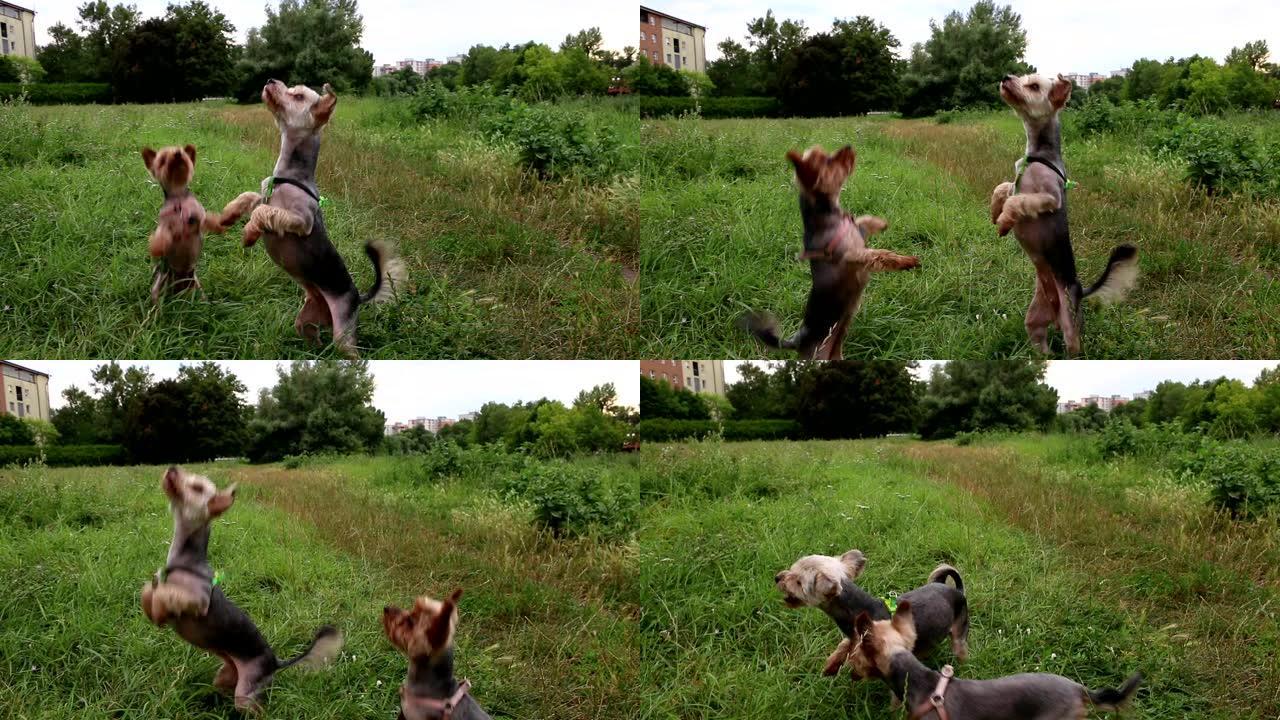可爱的热闹的约克夏犬和它的女儿混种莫基在草地上跳来跳去觅食