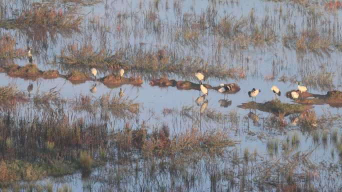 黑颈鹤在湿地晨光里活动