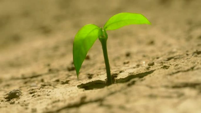 植物通过干燥的裂缝土壤生长。