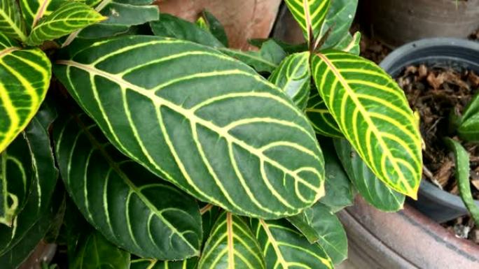 花园里美丽的树叶很近。