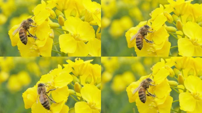 油菜花蜜蜂实拍镜头
