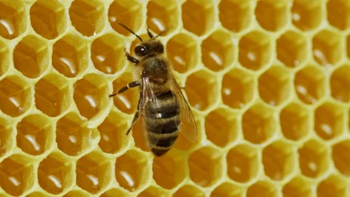 工蜂加工花粉并将蜂蜜泵入梳子。翠雀。蜜蜂的生活。蜂蜜、养蜂、蜂巢、昆虫的概念。