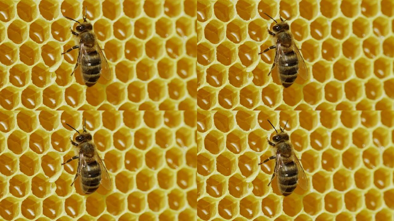 工蜂加工花粉并将蜂蜜泵入梳子。翠雀。蜜蜂的生活。蜂蜜、养蜂、蜂巢、昆虫的概念。