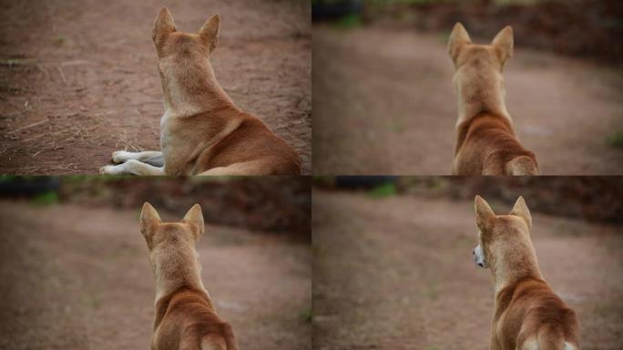 棕色狗大黄田园犬等待守候