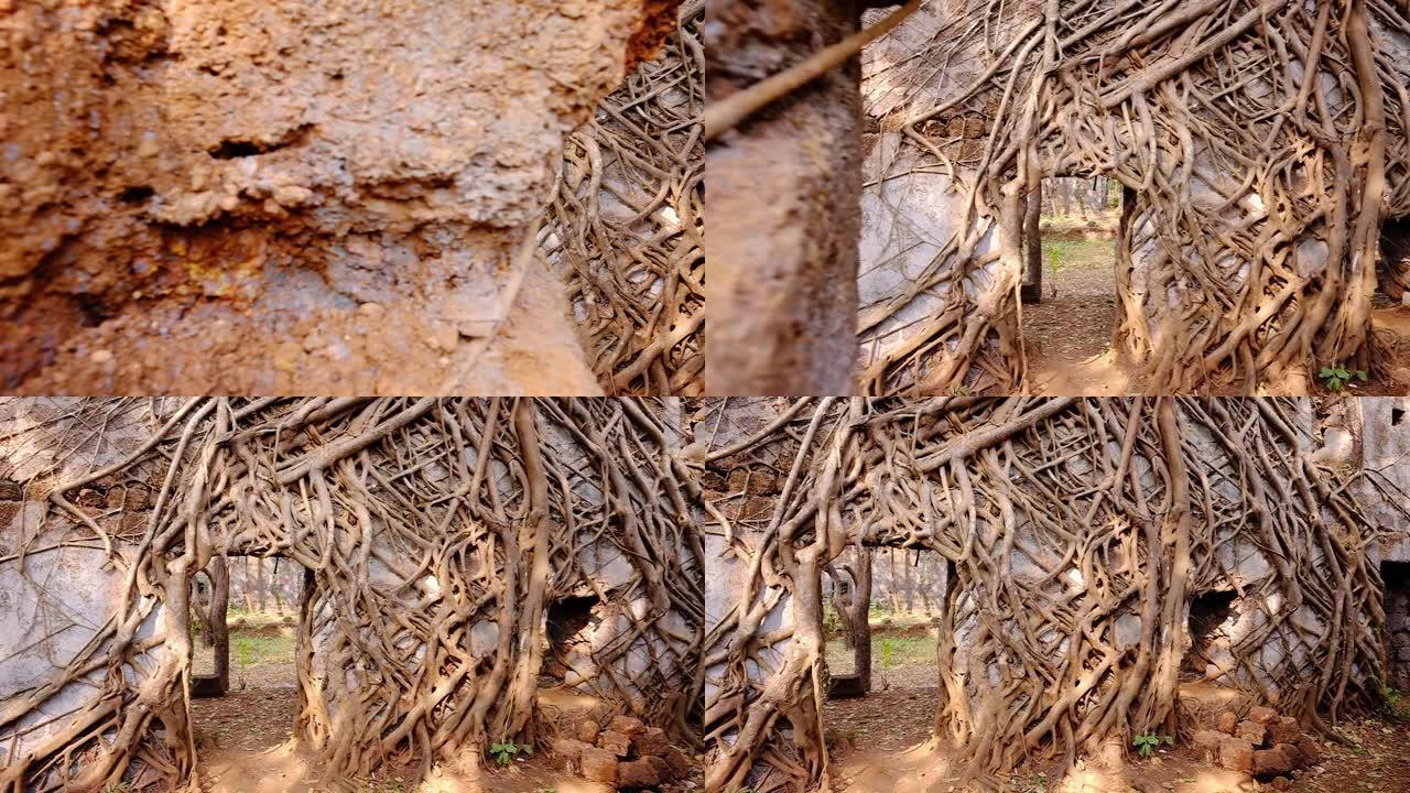 印度马哈拉施特拉邦Yashwantgad堡垒的废墟，古老的墙壁被树根覆盖