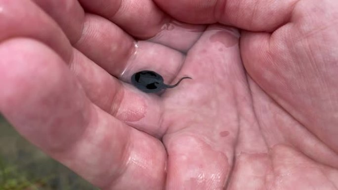 一名男子手里拿着一只黑色的小水蛭，然后放手，视频4k特写