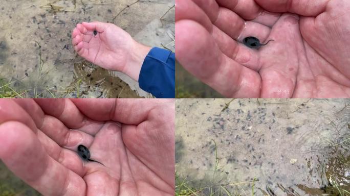 一名男子手里拿着一只黑色的小水蛭，然后放手，视频4k特写