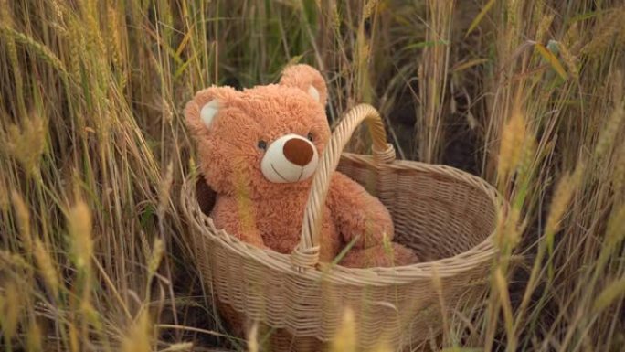 一只泰迪熊坐在麦田的稻草篮里。