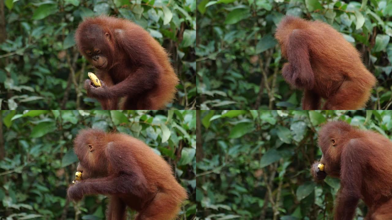 幼猩猩配香蕉 (Slow-Mo)