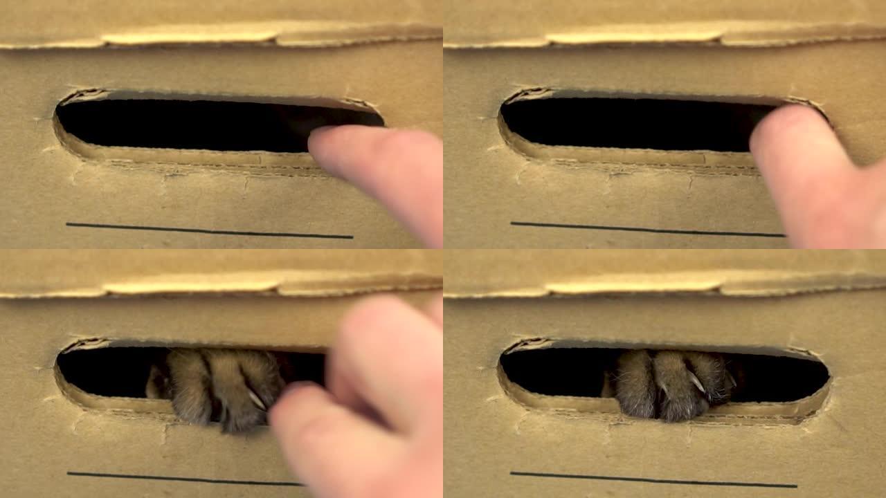 英国猫坐在一个纸板箱里，伸出一只爪子。一个女人在玩一只猫。慢动作。