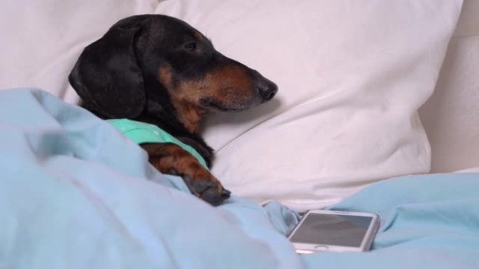 穿着绿松石睡衣的可爱的腊肠犬睡在毯子下。手机上的闹钟响了。狗正在醒来，离开去度过富有成效的一天，或者
