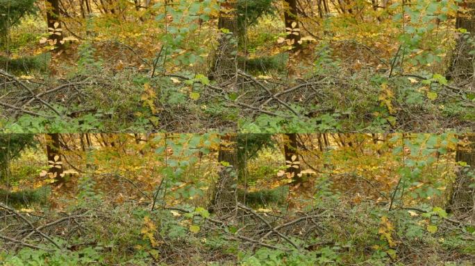 三只kinglet鸟必须是秋季迁徙中最美丽的景点