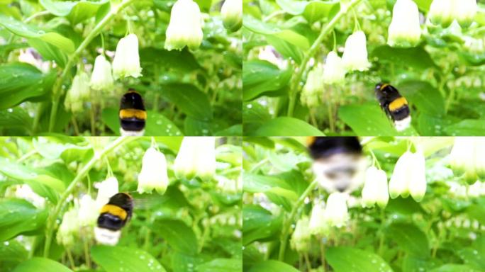 黑色和黄色的肥蜂飞过铃铛花