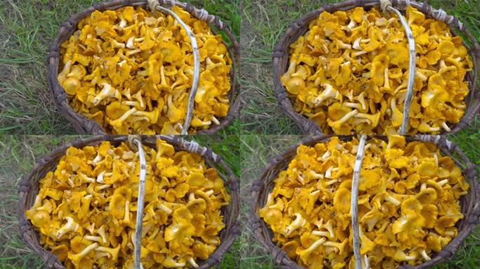 柳条篮中各种原始森林蘑菇的俯视图，360度旋转。鸡丁菌蘑菇，