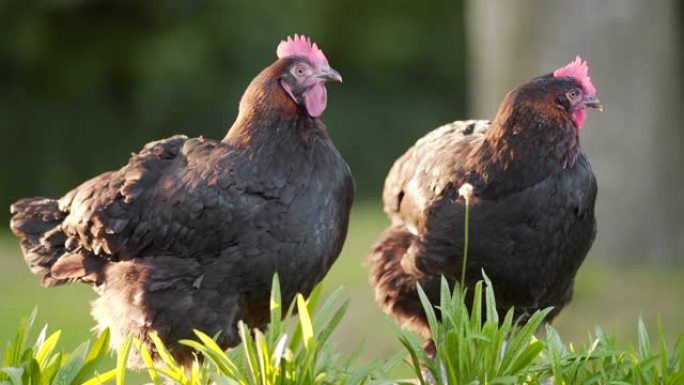 两只罗德岛红品种鸡的特写肖像