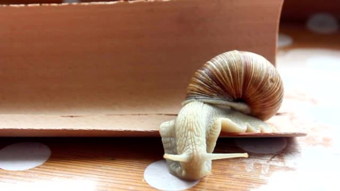 在木桌上爬行的花园蜗牛。