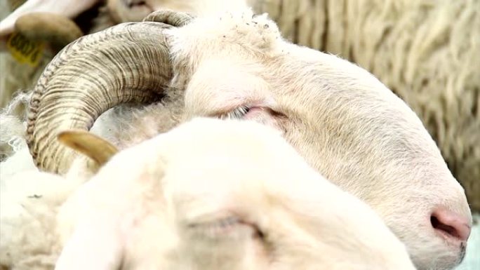 绵羊群的特写视图。绵羊彼此靠近，仰卧睡觉