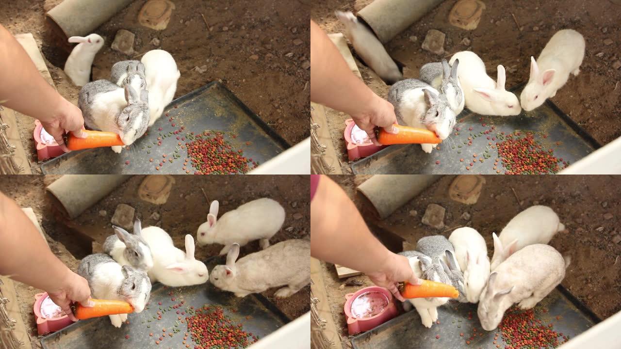 可爱的兔子正在吃胡萝卜和托盘上的兔子食物。J