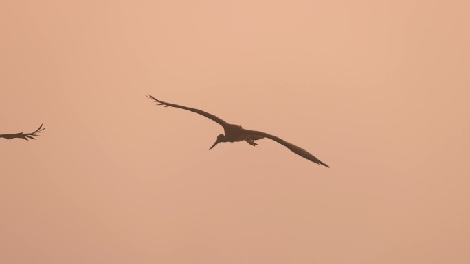 晨光下飞行的水鸟黑鹳视频素材