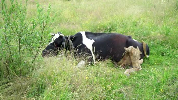 一头母牛躺在草地上，咀嚼并摇动耳朵和尾巴以抵御昆虫
