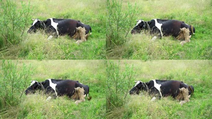 一头母牛躺在草地上，咀嚼并摇动耳朵和尾巴以抵御昆虫