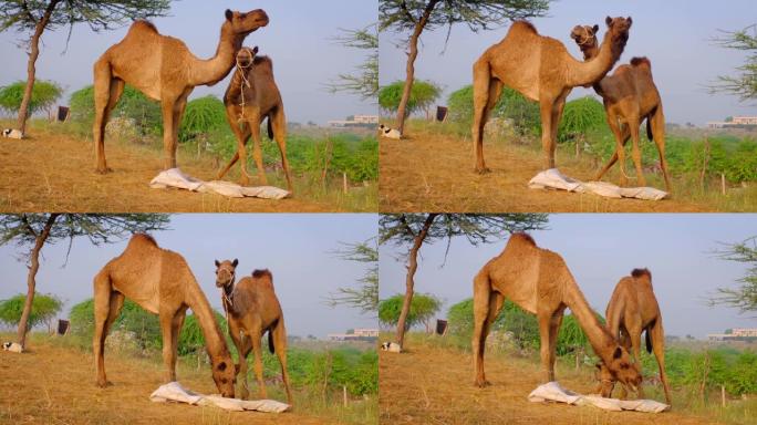 骆驼在普什卡梅拉骆驼节上在野外嚼食。普什卡,拉贾斯坦邦,印度