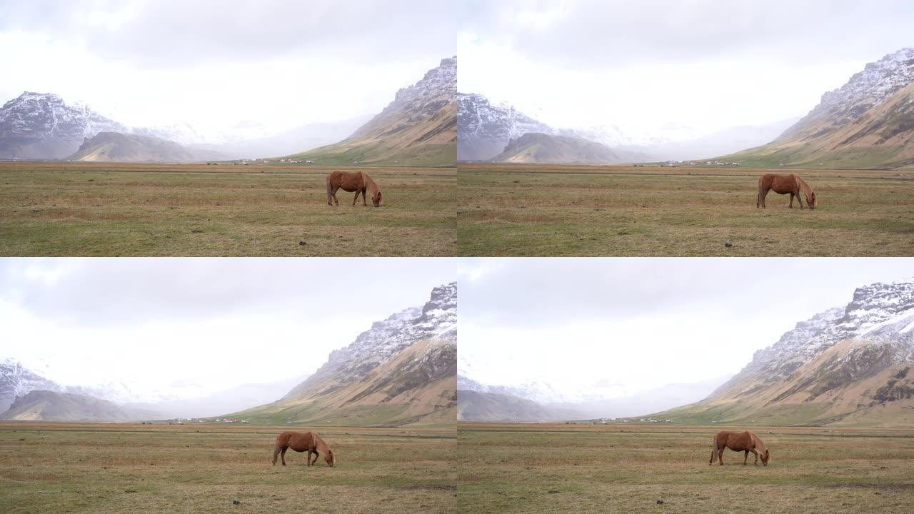 在山上的暴风雪中，一匹棕色的马走过田野。冰岛马是一种在冰岛生长的马。