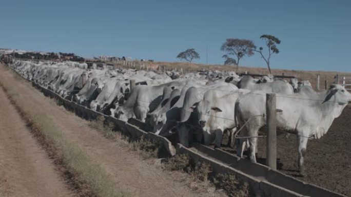 牛在槽中觅食的细节场景。遏制制度。巴西的农场。