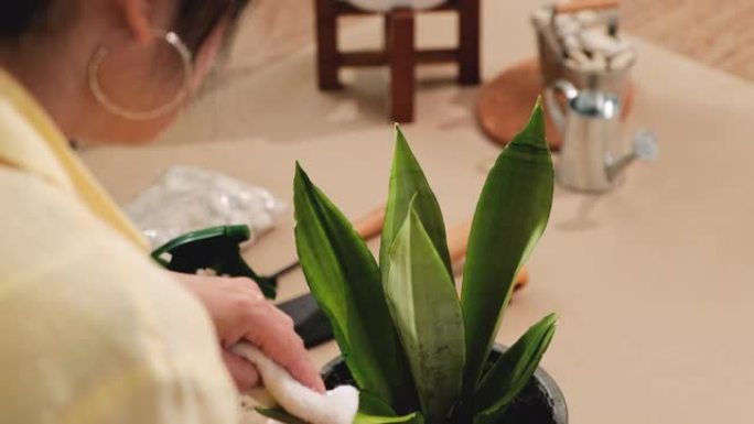在家里的客厅用布擦拭关闭妇女清洁叶子。呆在家里时的室内植物。过肩视图