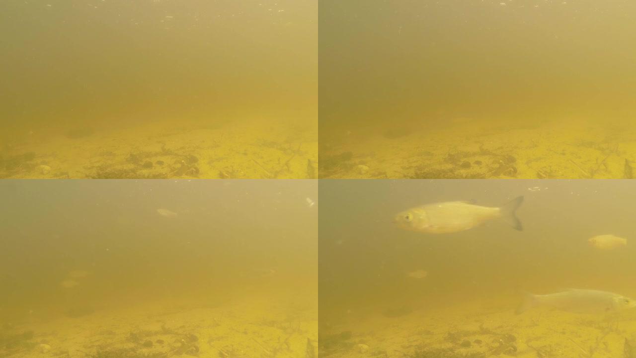 小鱼在肮脏的河里游泳。小河的河道承载着黄沙。